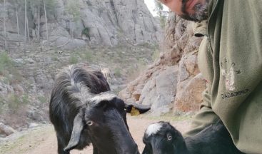 Antalya’da kayıp keçi ve yavrusu bulundu