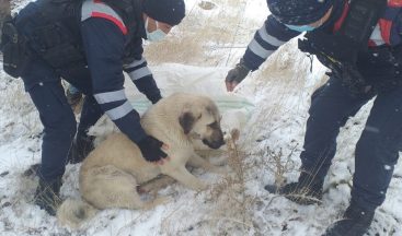 Aracın çarptığı köpeği, jandarma hayvan hastanesine ulaştırdı