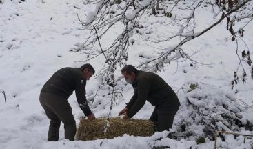 Artvin’de çetin kış şartları nedeniyle yaban hayvanları için doğaya yem bırakıldı
