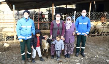 Aydın Büyükşehir, sakız koçu hibesine devam ediyor