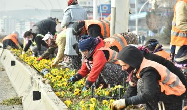 Başkent menekşe kokacak