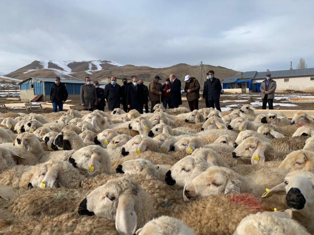 Bayburt’ta “Köyümde Yaşamak İçin Bir Sürü Nedenim Var Projesi” kapsamında çiftçilere koyunları teslim edildi
