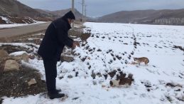 Bayburt’ta sokak hayvanları için yiyecek bırakıldı