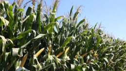 Besleyicilik değeri yüksek silajlık mısır çeşitleri kazandırıyor