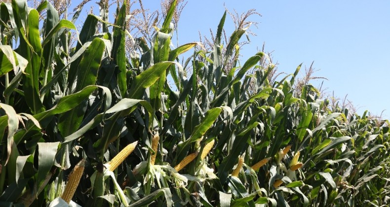 Besleyicilik değeri yüksek silajlık mısır çeşitleri kazandırıyor