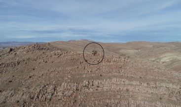 Bozkırın ortasında tek, görenlerin dikkatini çekiyor