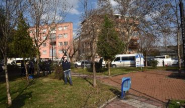 Budanan ağaçlar ihtiyaç sahiplerine odun oluyor