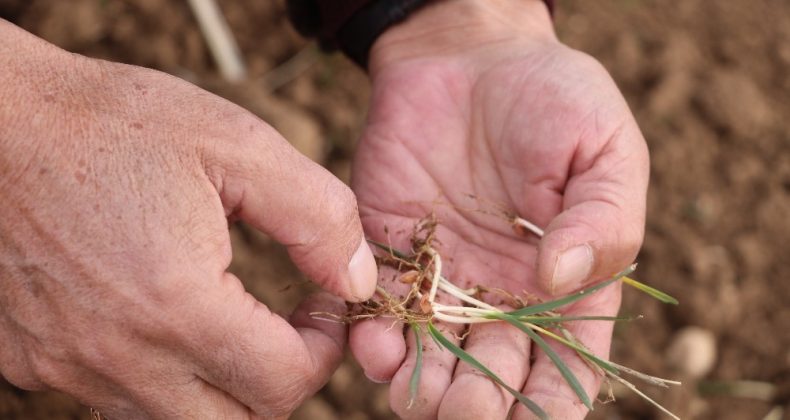Buğday üretiminde kritik süreç, yağış etkili olmazsa rekolte düşecek