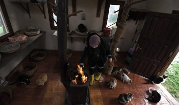 Bursa’da havalar soğudu, kediler villalarına çekildi