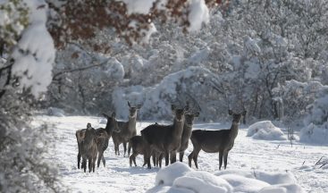 Bursa’daki kızıl geyiklere özel yem takviyesi