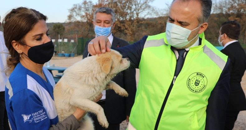 Bursa’nın emekli hayvanlar çiftliği