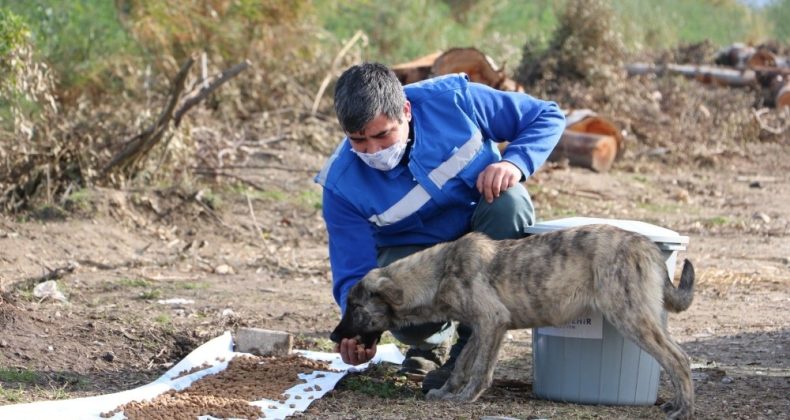 Büyükşehir can dostları unutmadı