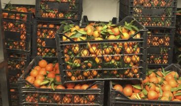 Büyükşehir’den vatandaşlara vitamin desteği