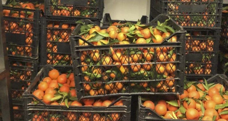 Büyükşehir’den vatandaşlara vitamin desteği