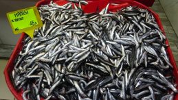 Çanakkale’de hamsi fiyatları 45 lira oldu