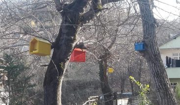 Cenaze tabutları, kuş yuvasına dönüştü