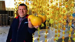 Dalında tanesi 1 liradan satıldı, çiftçiye 6 bin fidanı dağıtıldı