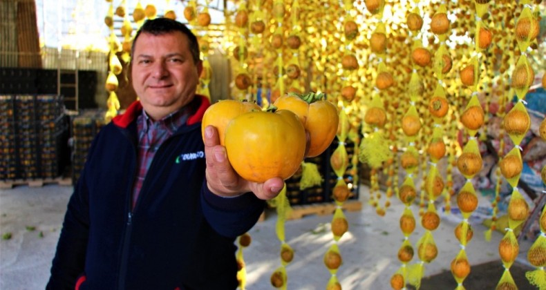 Dalında tanesi 1 liradan satıldı, çiftçiye 6 bin fidanı dağıtıldı