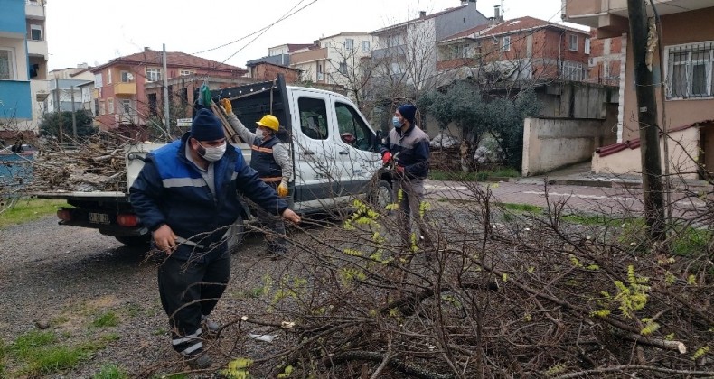 Darıca’da mevsimsel ağaç budama çalışmaları devam ediyor