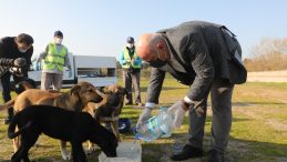 Darıca’da sokak hayvanlarına 14 ton mama desteği