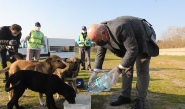 Darıca’da sokak hayvanlarına 14 ton mama desteği