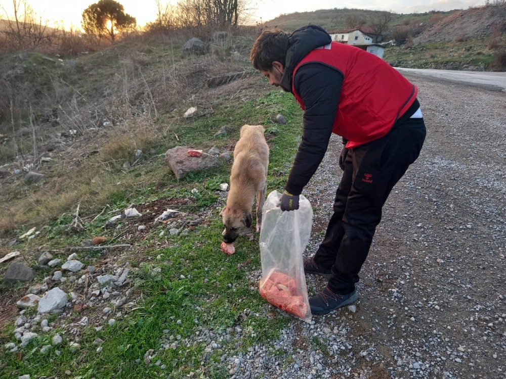 Daskut ekibi sokak hayvanlarını besledi
