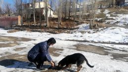 Demirözü’nde sokak hayvanları unutulmadı