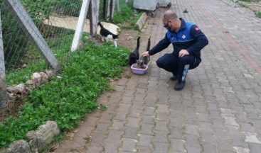 Didim Belediyesi Minik Dostları Unutmadı