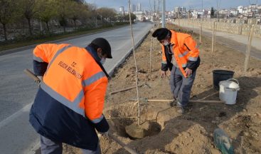 Dikilen yüzlerce fidan ile Bilecik ilkbahara hazırlanıyor