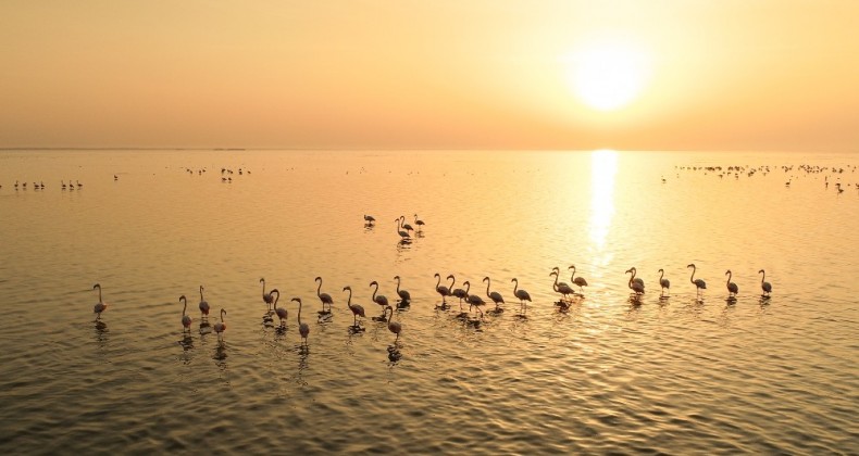 Doğa harikası lagün, hem flamingoları hem de fotoğrafseverleri ağırlıyor