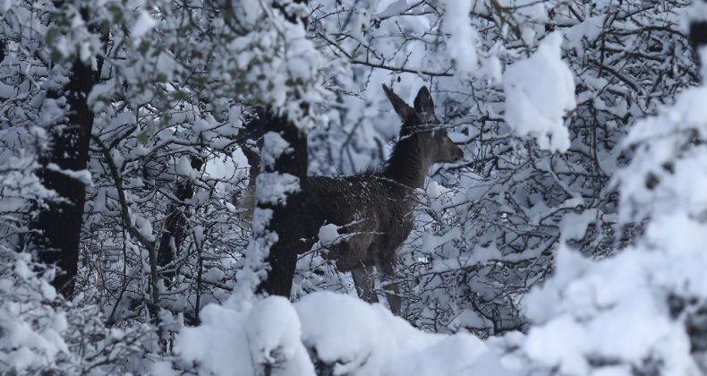 En şanslı geyikler…Üniversite bakıyor, milli parklar besliyor