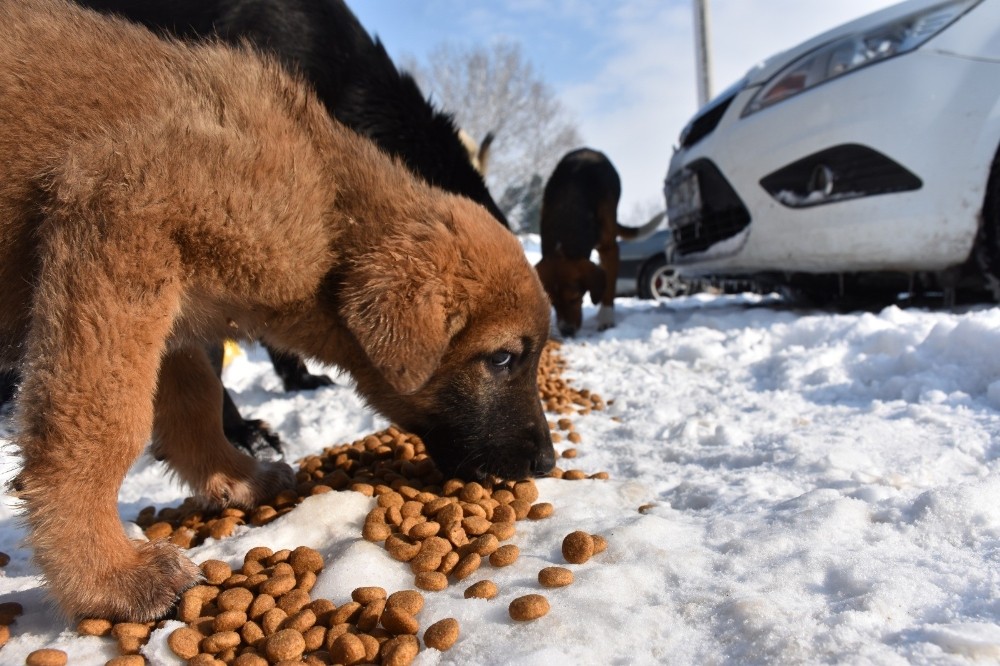 Erenler Belediyesi karlı havada sokak hayvanlarını unutmadı