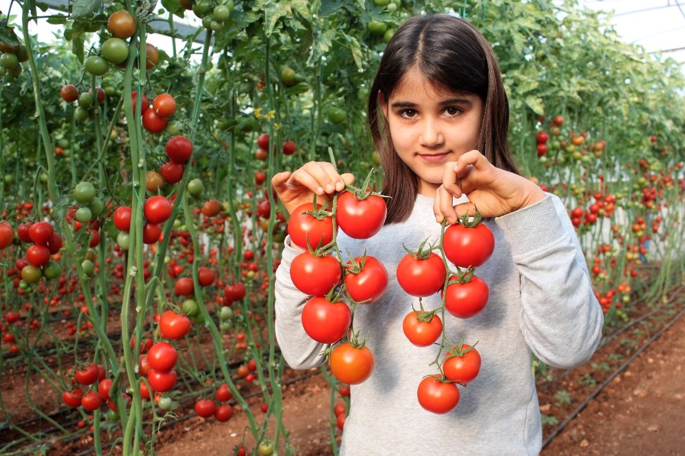 Fedakar üreticiler, pandemide mutfaklar için domates topluyor