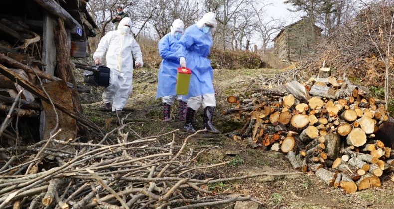 Filyasyon ekiplerini, yaban hayvanları bile durduramadı