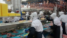 Gedik Piliç pandemiye rağmen yatırımlarına devam ediyor