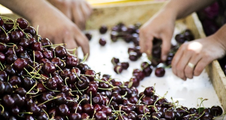 Gıda Güvenliği için dev adım: ‘Kullandığımız Pestisitleri Biliyoruz’ projesi