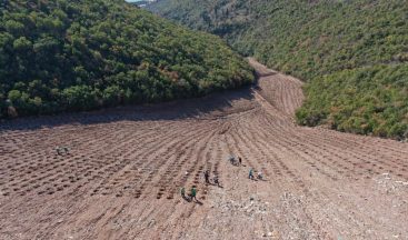 Hereke dolgu alanı 8 bin ağaçla yeşillendiriliyor
