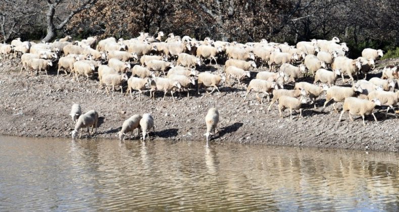 İçme suyu göletleri geldi, hayvancılık yeniden canlandı
