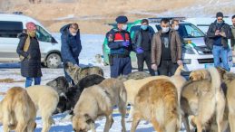 İpekyolu Belediyesinden sokak hayvanlarına sevgi eli