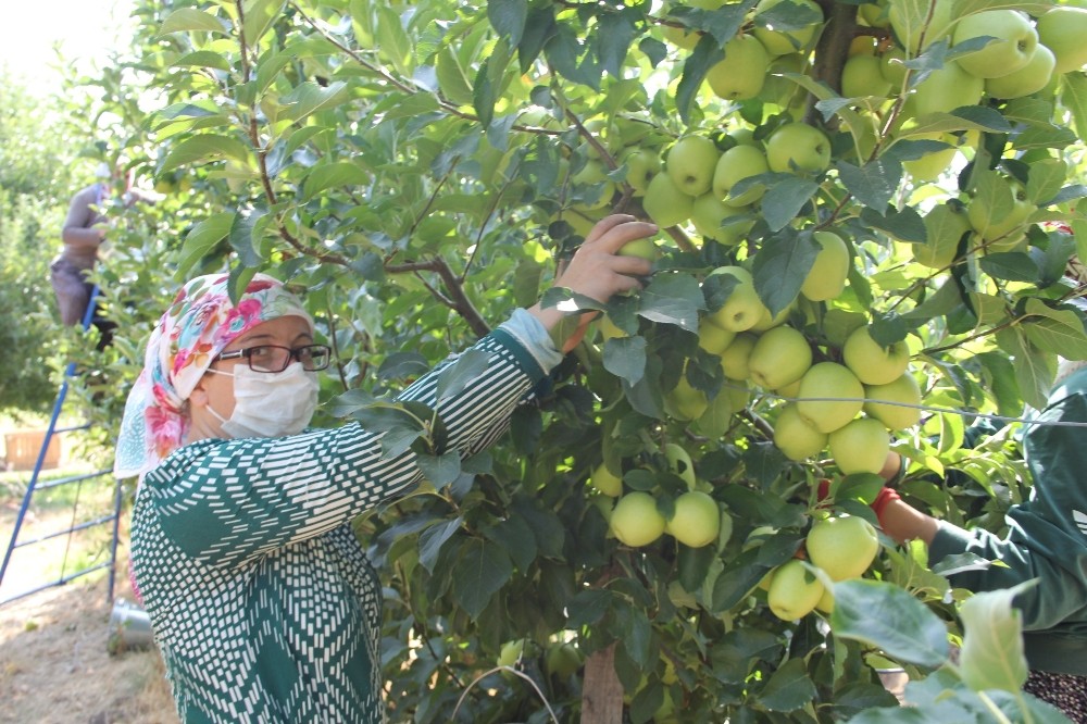 Isparta’da elma üretimi rekor kırdı, kentte bu sezon 900 bin ton elma üretildi