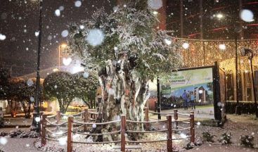 İzmit’in 600 yıllık zeytin ağacından kar manzarası