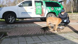 Jandarma sokak hayvanlarını besledi