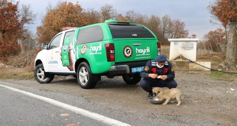 Jandarmadan sokak hayvanlarına yem