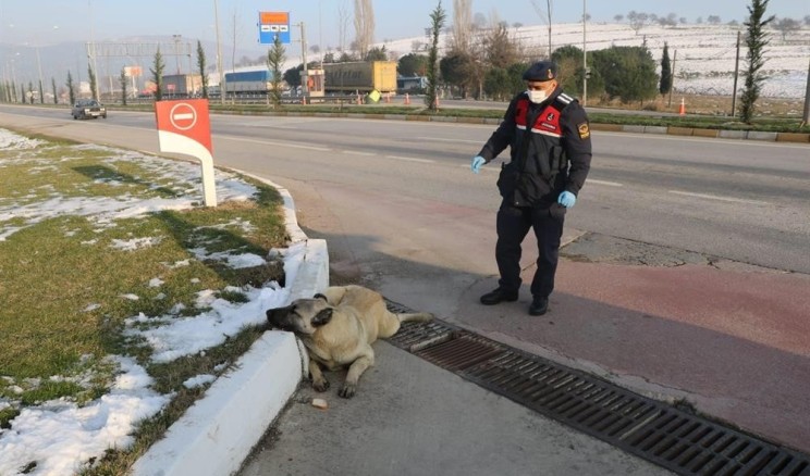 Jandarmadan yaralı köpeğe yardım eli