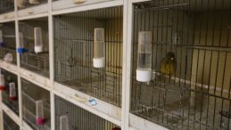 Kafes kuşu piyasasını pandemi vurdu, fiyatlar uçtu