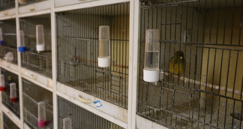 Kafes kuşu piyasasını pandemi vurdu, fiyatlar uçtu