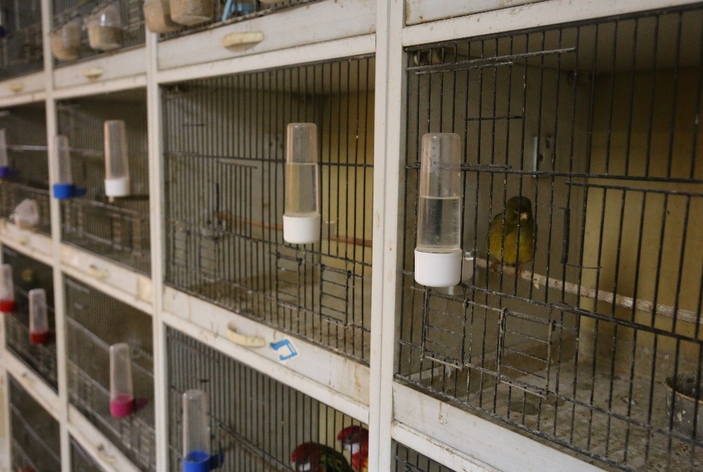 Kafes kuşu piyasasını pandemi vurdu, fiyatlar uçtu