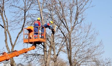 Kağıthane’de ağaçların budama işlemleri devam ediyor