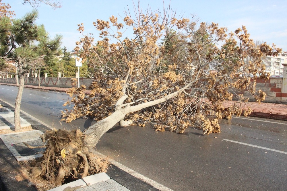 Karaman’da şiddetli rüzgar ağaçları devirdi
