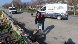 Kartal Belediyesi, 4 günlük kısıtlamada sokak hayvanlarını unutmadı